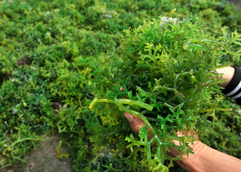 rumput laut Gracilaria Sp